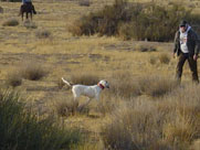 Pro handler Jerry Lewis handling one of his many fine Setters