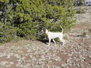 Chairman rock steady on a planted bobwhite