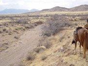 Bill "Magic Man" Gibbons flushing for his dead DEAD broke Pointer