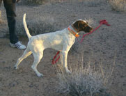 Bucky, son of Chairman and Highmeadow Charm, 9 months of age