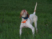 Great frontal view of Kate during a training session in her native Iowa.