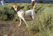 This photo was taken in July of 2008 at Cold Creek, Nevada