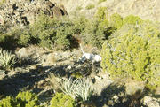 Chase doing his thing on a covey of Gambel's Quail.