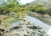 Sugar after a cool dip in the stream.  Bet you didn't think we had natural water in these parts!