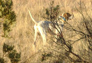 Chairman sticking a small covey of Mearn's Quail.  12 years old and still getting it done!